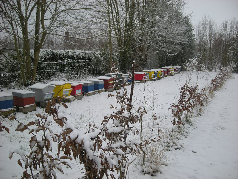 La ruche Sololbe Mouque